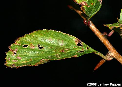 Dotted Hawthorn (Crataegus punctata)