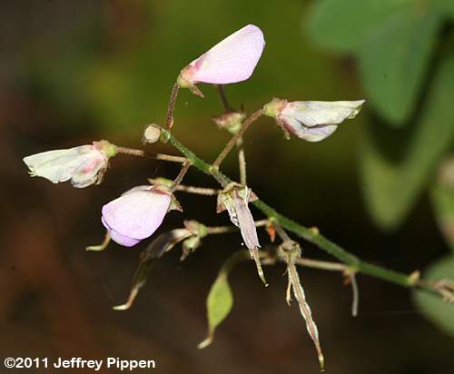 Perplexed Tick Trefoil (Desmodium perplexum)
