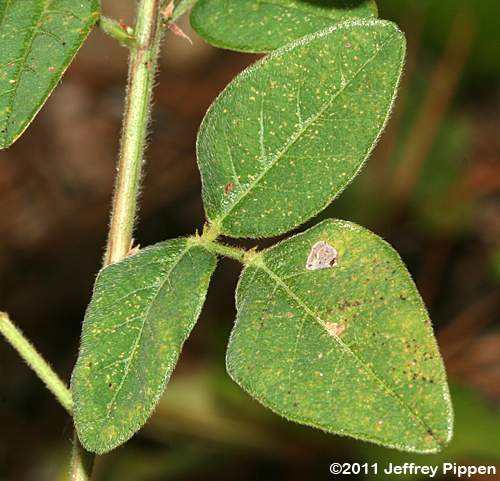 Perplexed Tick Trefoil (Desmodium perplexum)