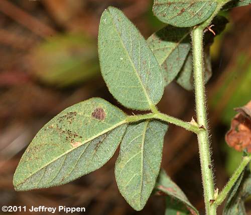 Perplexed Tick Trefoil (Desmodium perplexum)