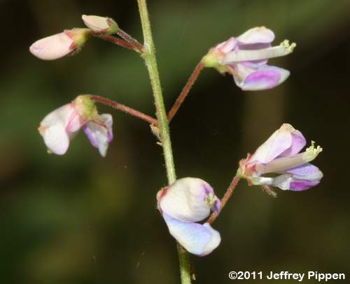 Perplexed Tick Trefoil (Desmodium perplexum)