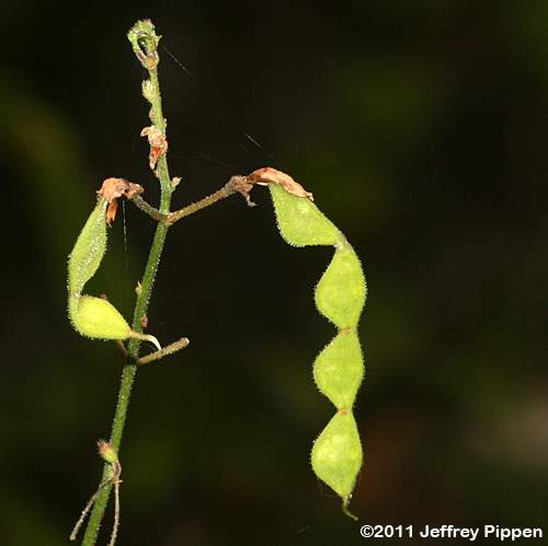 Perplexed Tick Trefoil (Desmodium perplexum)