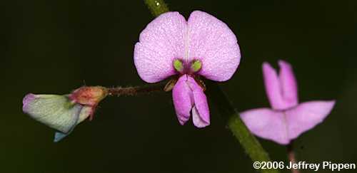 Hairy Small-leaved Tick Trefoil (Desmodium ciliare)