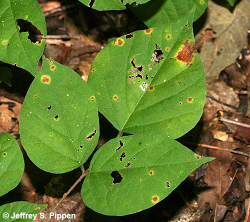 Pointedleaf Ticktrefoil, Heartleaf Tick-trefoil (Desmodium glutinosum, Hylodesmum glutinosum)