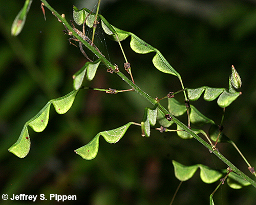Pointedleaf Ticktrefoil, Heartleaf Tick-trefoil (Desmodium glutinosum, Hylodesmum glutinosum)