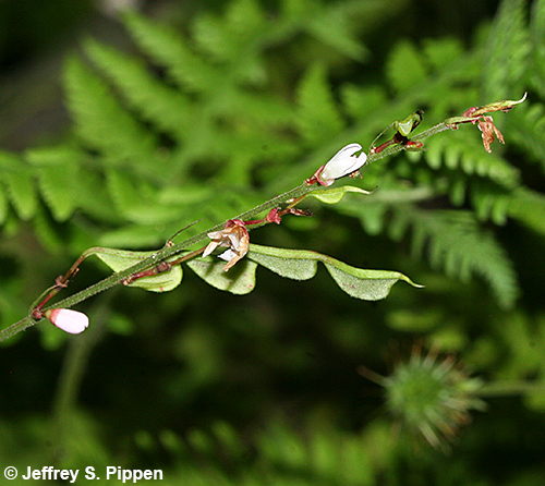 Pointedleaf Ticktrefoil, Heartleaf Tick-trefoil (Desmodium glutinosum, Hylodesmum glutinosum)