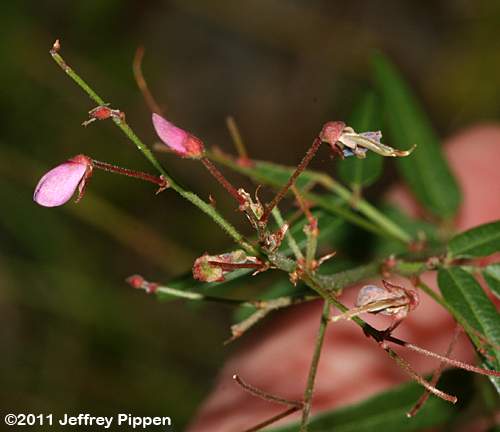 Panicled Tick Trefoil (Desmodium paniculatum)