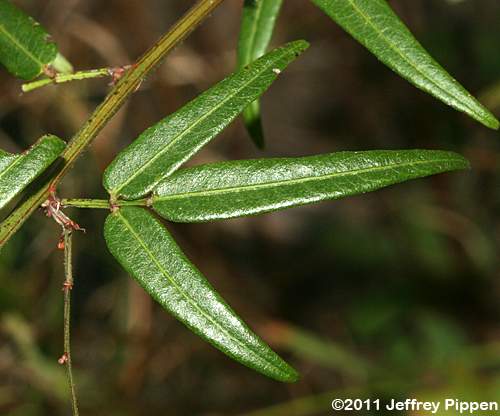 Panicled Tick Trefoil (Desmodium paniculatum)