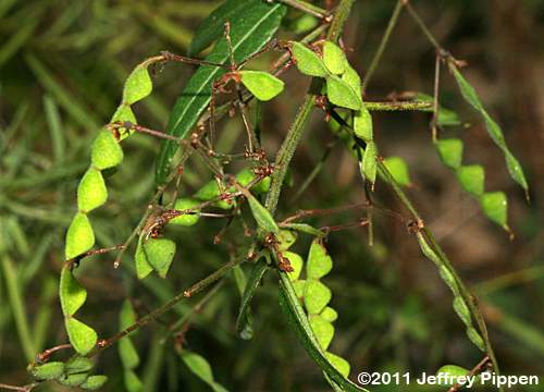 Panicled Tick Trefoil (Desmodium paniculatum)