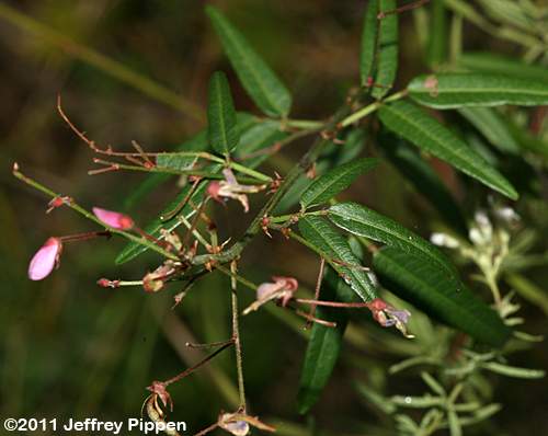 Panicled Tick Trefoil (Desmodium paniculatum)