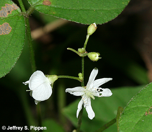 Few-flowered Ticktrefoil (Desmodium pauciflorum, Hylodesmum pauciflorum)