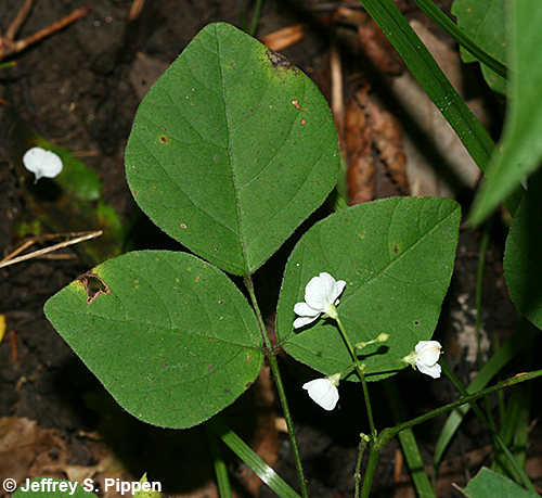 Few-flowered Ticktrefoil (Desmodium pauciflorum, Hylodesmum pauciflorum)