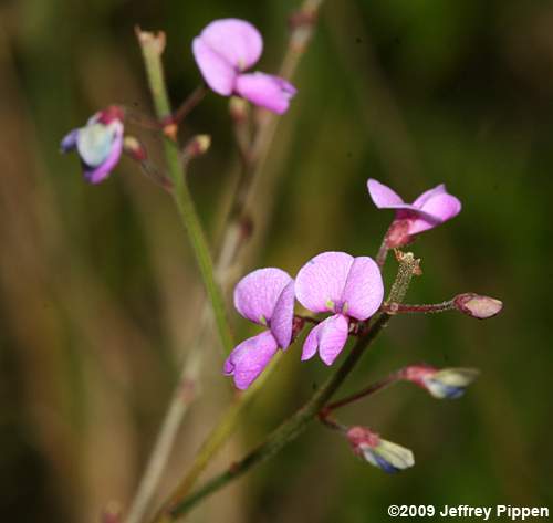 Slimleaf Tick Trefoil (Desmodium tenuifolium)