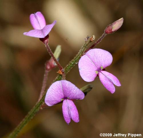 Slimleaf Tick Trefoil (Desmodium tenuifolium)