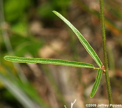 Slimleaf Tick Trefoil (Desmodium tenuifolium)