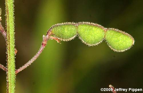 Slimleaf Tick Trefoil (Desmodium tenuifolium)