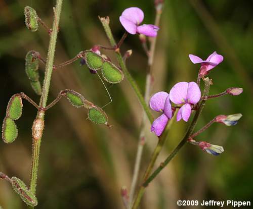 Slimleaf Tick Trefoil (Desmodium tenuifolium)