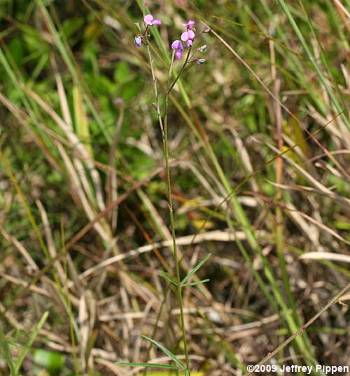 Slimleaf Tick Trefoil (Desmodium tenuifolium)