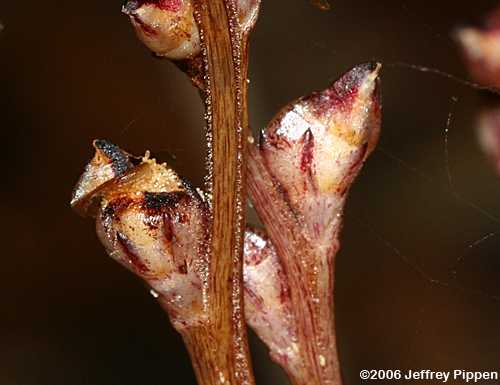 Beechdrops (Epifagus virginiana)