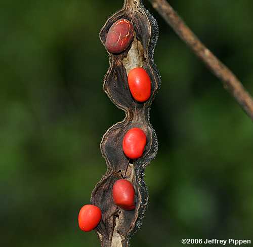 Coral Bean, Cherokee Bean, Cardinal Spear (Erythrina herbacea)