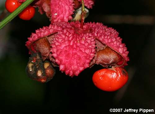 American Strawberry Bush, Hearts-a-bustin' (Euonymus americanus)