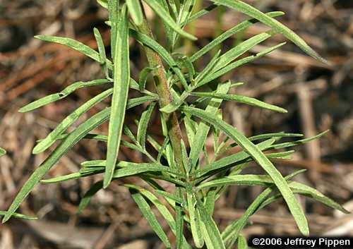 Hyssopleaf Thoroughwort (Eupatorium hyssopifolium)