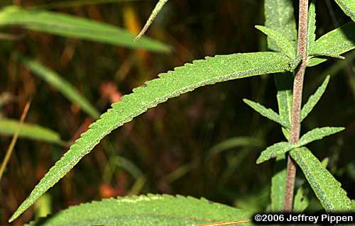 Pine Barren Thoroughwort, Resinous Boneset (Eupatorium resinosum)