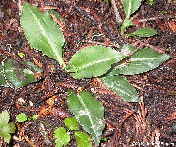 Western Rattlesnake-plantain, Giant Rattlesnake-plantain (Goodyera oblongifolia)