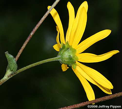 Purpledisk Sunflower, Appalachian Sunflower (Helianthus atrorubens)