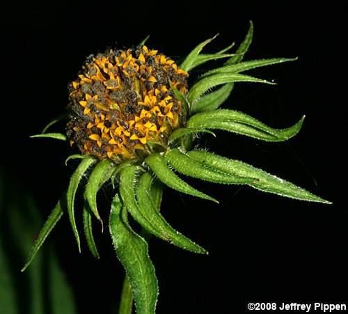 Thinleaf Sunflower, Ten-petaled Sunflower (Helianthus decapetalus)