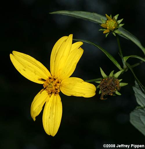 Whiteleaf Sunflower (Helianthus glaucophyllus)