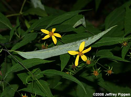 Whiteleaf Sunflower (Helianthus glaucophyllus)