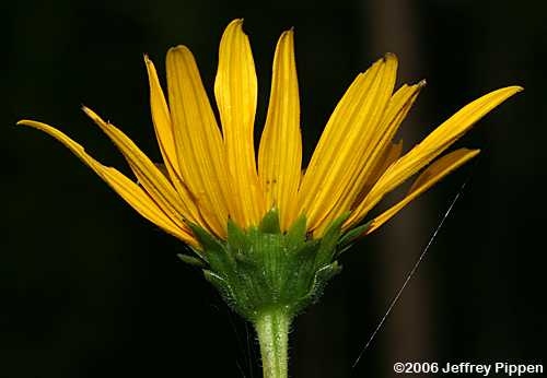 Variableleaf Sunflower, Savannah Sunflower (Helianthus heterophyllus)