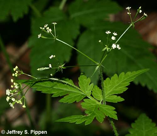 Sweet Cicely, Clayton's Sweetroot (Osmorhiza claytonia)