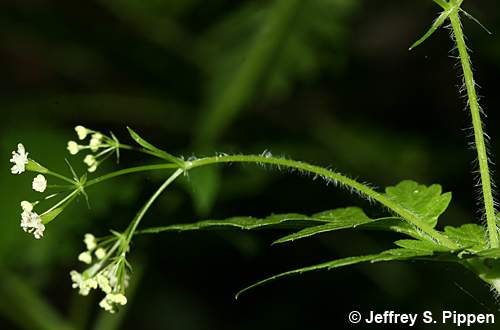 Sweet Cicely, Clayton's Sweetroot (Osmorhiza claytonia)