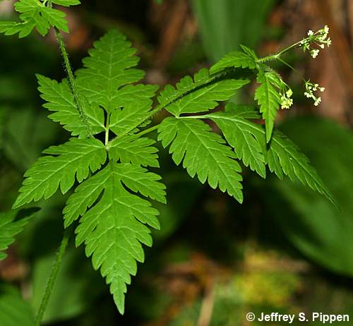 Sweet Cicely, Clayton's Sweetroot (Osmorhiza claytonia)