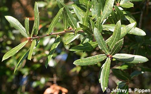 Diamondleaf Oak, Swamp Laurel Oak (Quercus laurifolia)