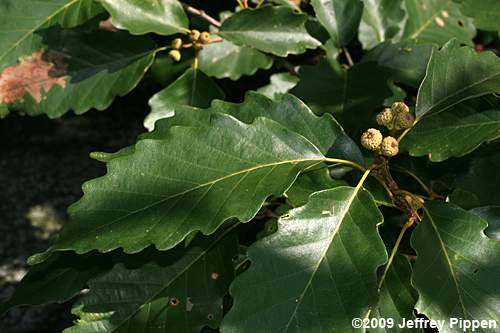 Chestnut Oak (Quercus montana)