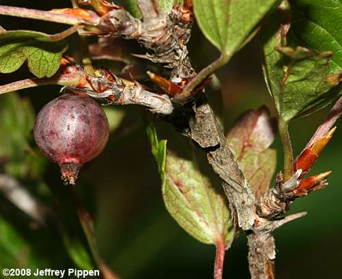 Appalachian Gooseberry (Ribes rotundifolium)