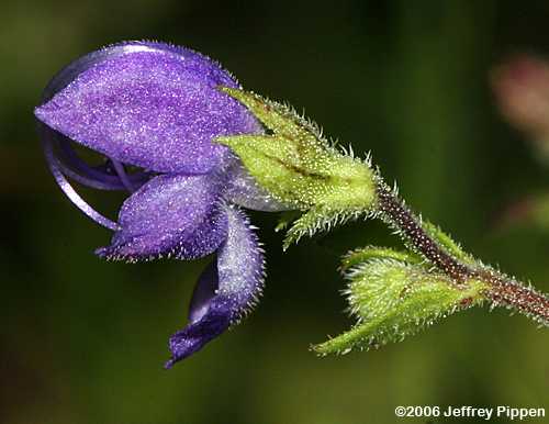 Forked Blue Curls, Common Blue Curls (Trichostema dichotomum)