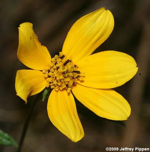 Porter's Sunflower, Confederate Daisy (Helianthus porteri)