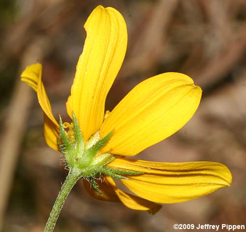 Porter's Sunflower, Confederate Daisy (Helianthus porteri)