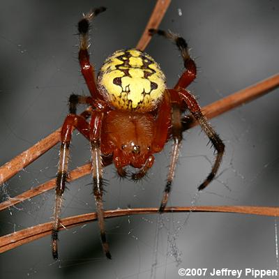Marbled Orbweaver (Araneus marmoreus)