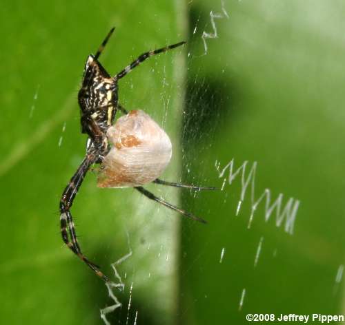 Silver-backed Argiope (Argiope florida)