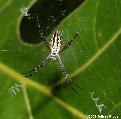 Silver-backed Argiope (Argiope florida)