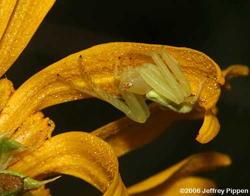Flower Spider (Crab Spider) on Balduina
