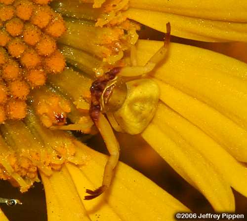 Flower Spider (Crab Spider) on Balduina