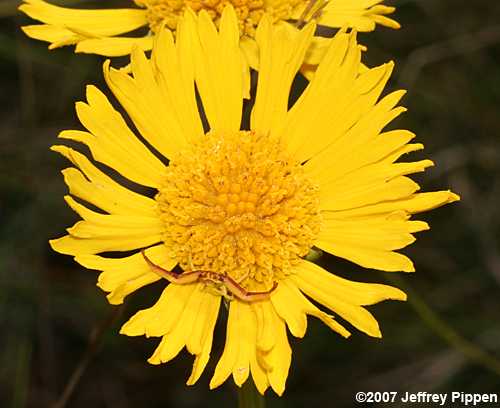 Flower Spider (Crab Spider) on Balduina