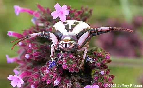 Flower Spider (Crab Spider) on Verbena
