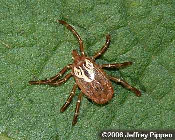 Gulf Coast Tick (Amblyomma maculatum)
